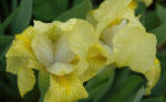 Iris lutescens - Yellow